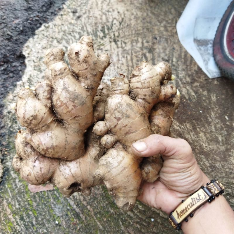 Jahe Gajah Jahe Putih Segar Bahan Masakan