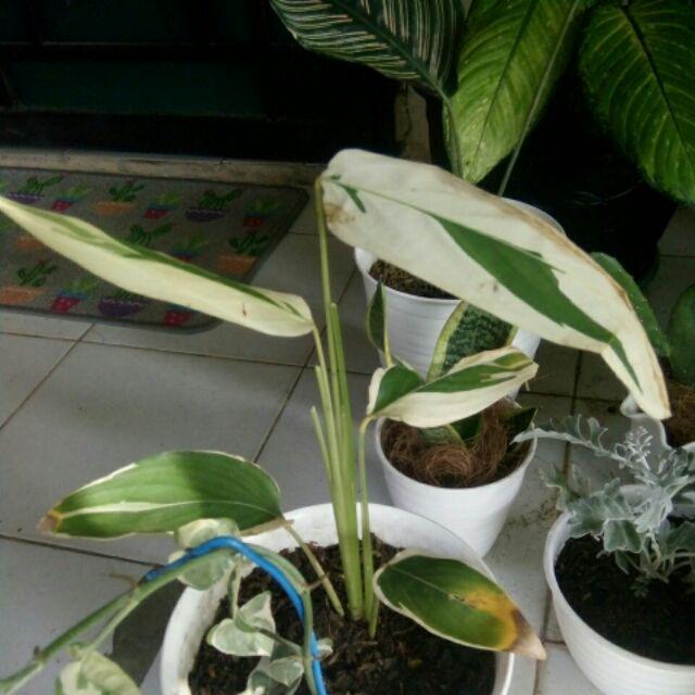Tanaman Hias Heliconia Varigata - Pisang Pisangan Varigata
