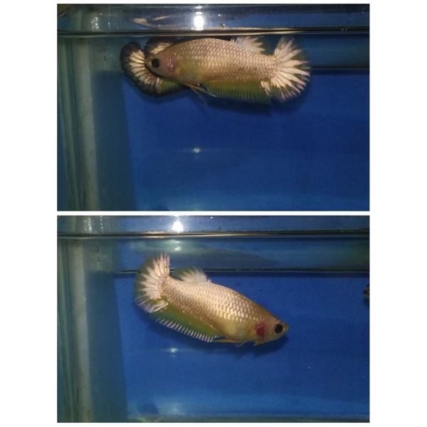 CUPANG YELLOW FANCY COPPER/YELLOW FCCP