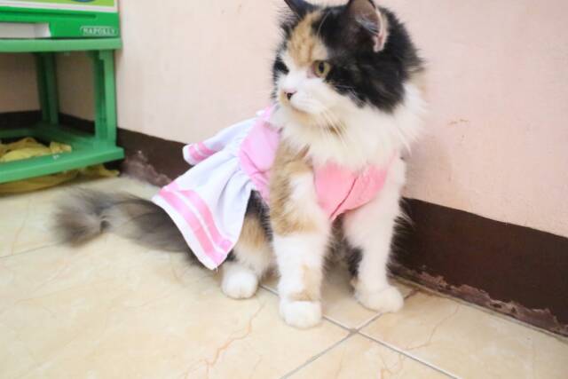 Dress pinky anak sekolah ala jepang / baju kucing anjing / baju lucu size S M L