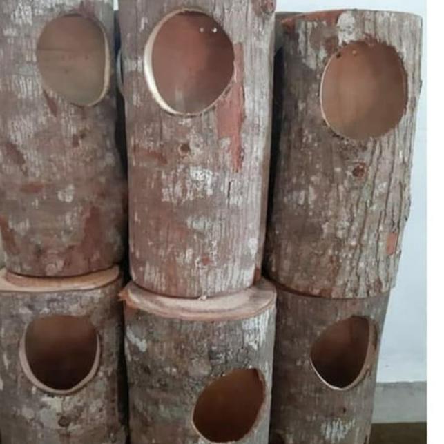 glodok murai/glodokan murai/glodokan kandang murai/ternak murai