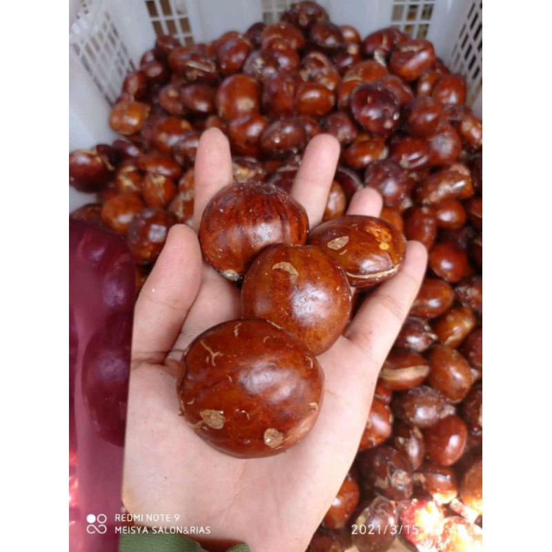 

jengkol tua super sepesial sortiran 1 kg