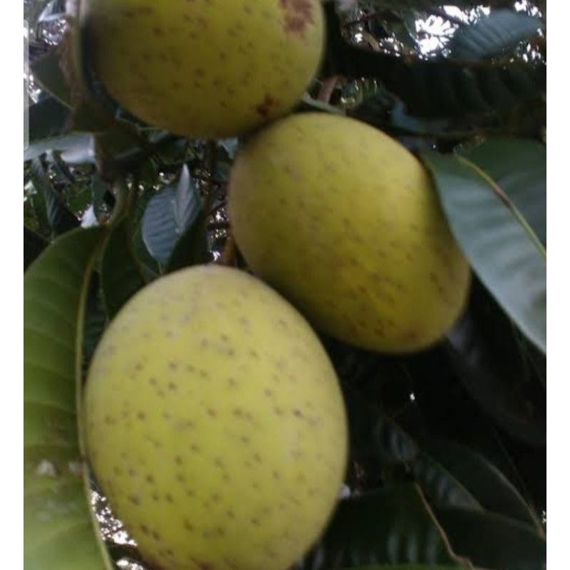 

Limus atau mangga