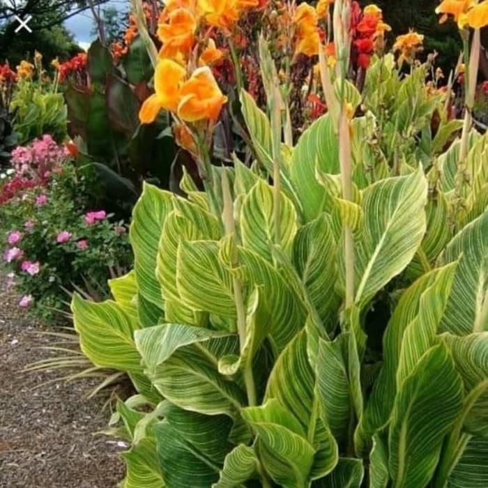 pohon kana - Tanaman Hias Bunga Kana - Pohon Kana Varigata