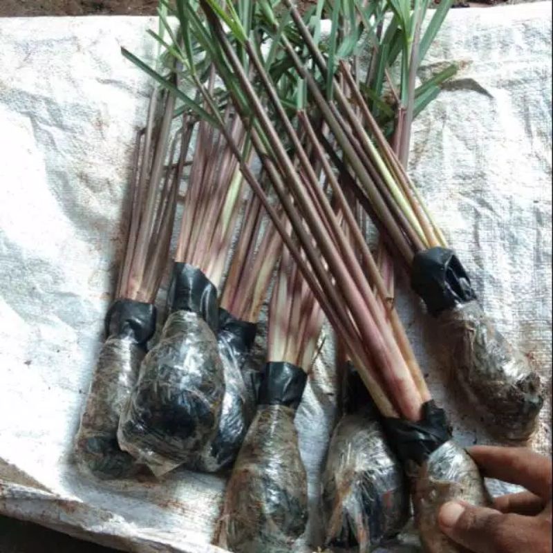 Serai Merah / Serai Wangi