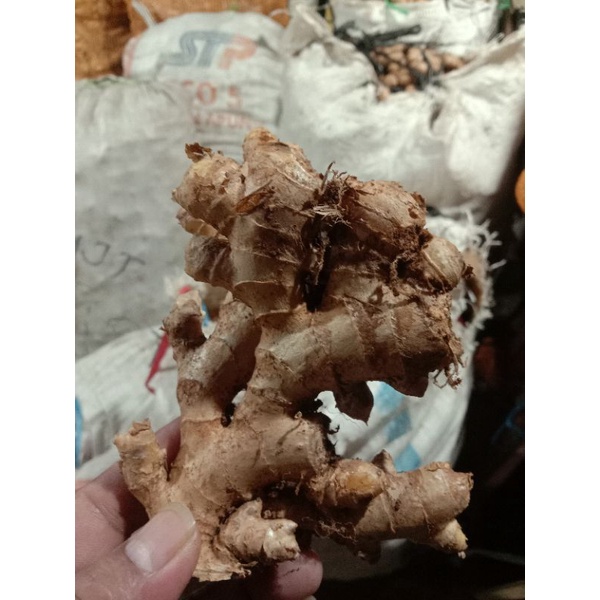 

jahe Emprit Putih Segar 1kg