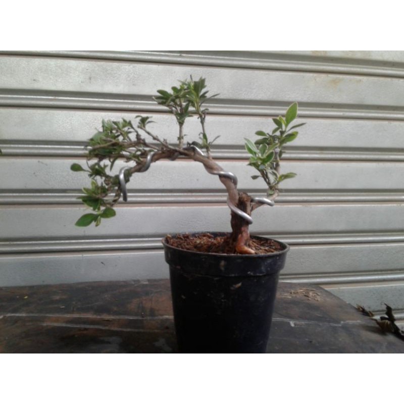 Bonsai mirten hingkip mame