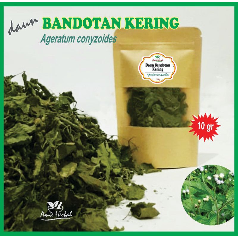 

Daun Bandotan/Daun Bandotan Kering obat herbal/Daun Bandotan/Ageratum conyzoides. 10 gram.