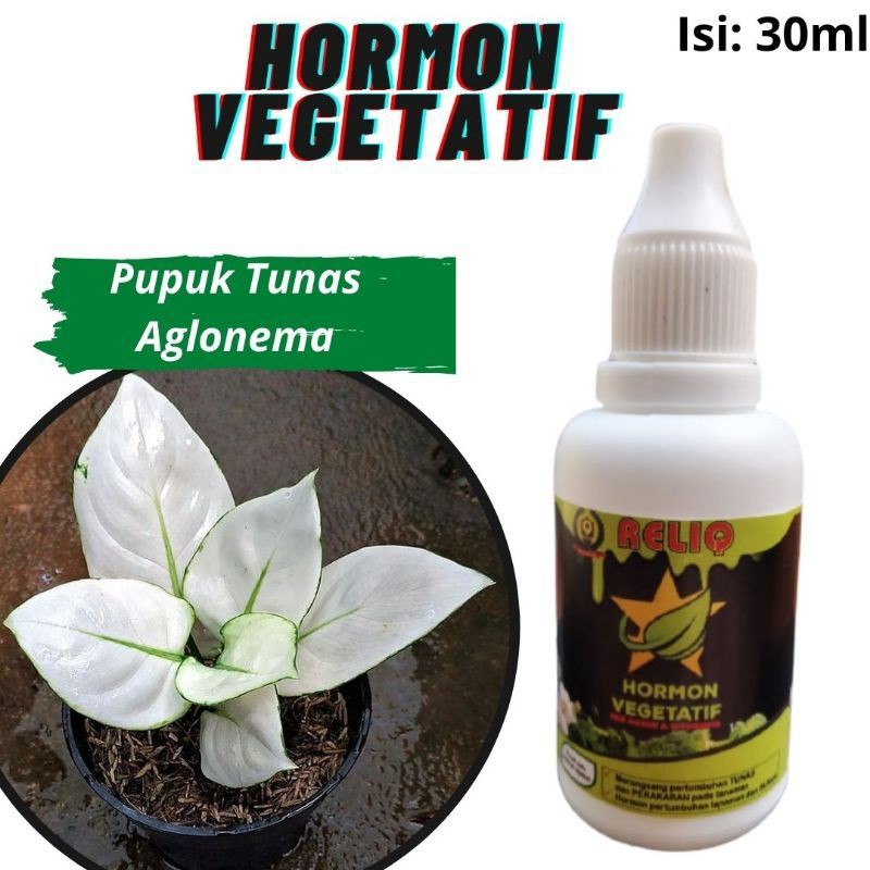 Pupuk Untuk Tunas Aglonema, READY, RELIQ HORMON VEGETATIF