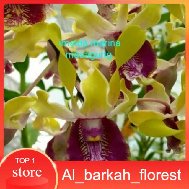 Anggrek dendrobium imelda marina masagung remaja