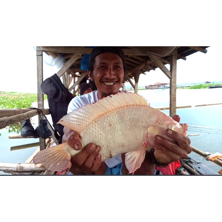 ESSEN IKAN NILA ESSENCE IKAN MAS UMPAN IKAN NILA JITU JEDUD