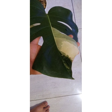 monstera deliciosa variegata