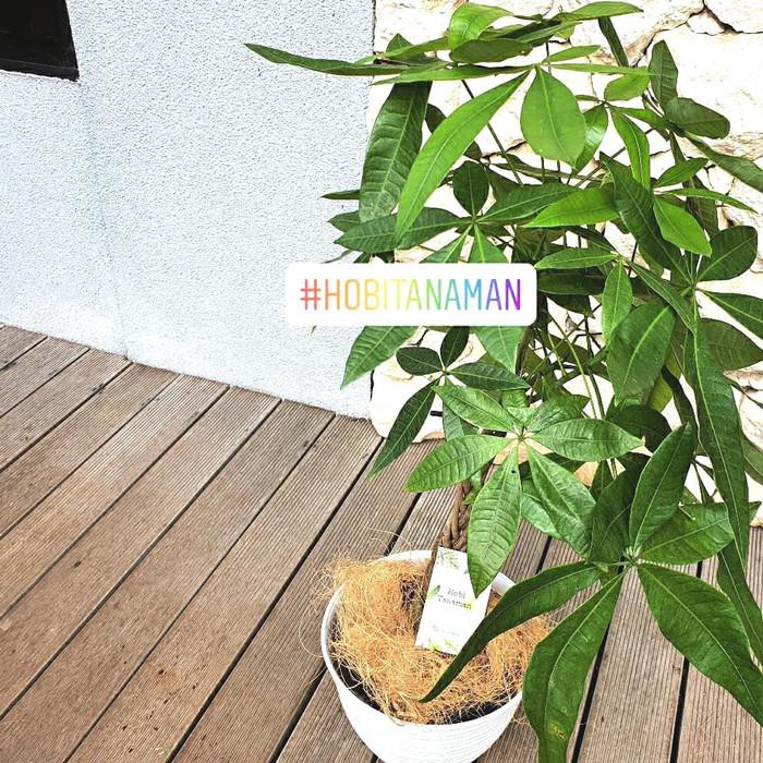 Tanaman pachira uk L /pohon uang