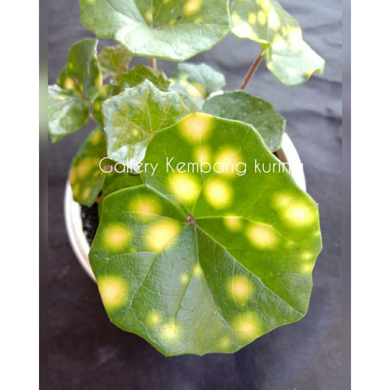 Tanaman Hias Begonia Stick Emas/Begonia Stick Emas