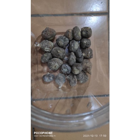 

100gr Herbal Macca 正品玛卡 Maca / Peruvian Ginseng / Lepidium Peruvianum / Lepidium / Lepidium Meyenii Walp / Lepidium Meyenii Black Grade A