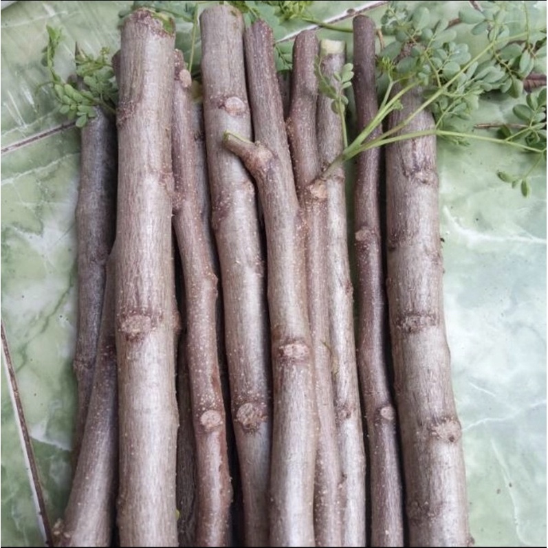 

Stek kelor/ Batang kelor best quality satuan