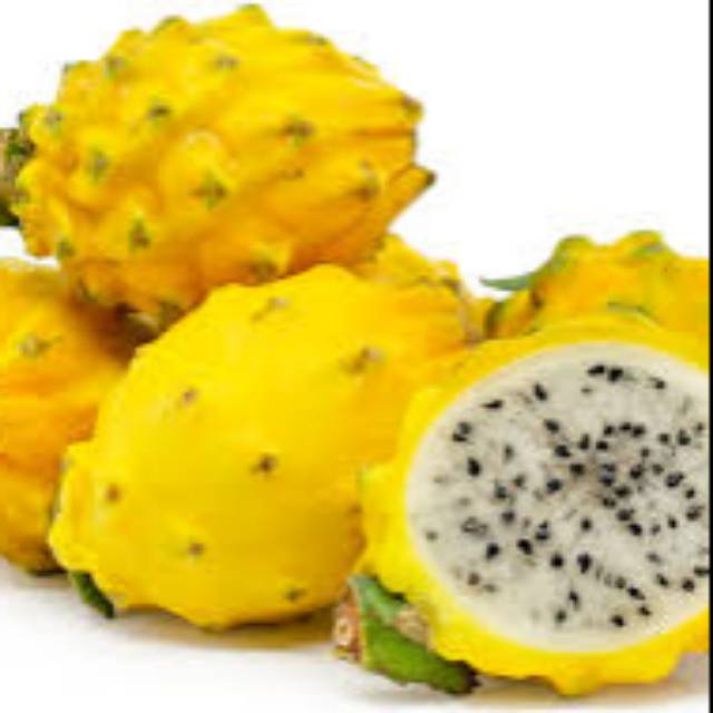 Bibit buah naga super yellow kuning