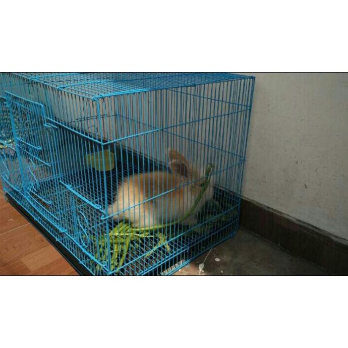 Harga Promo Kandang Kucing/kucing hutan