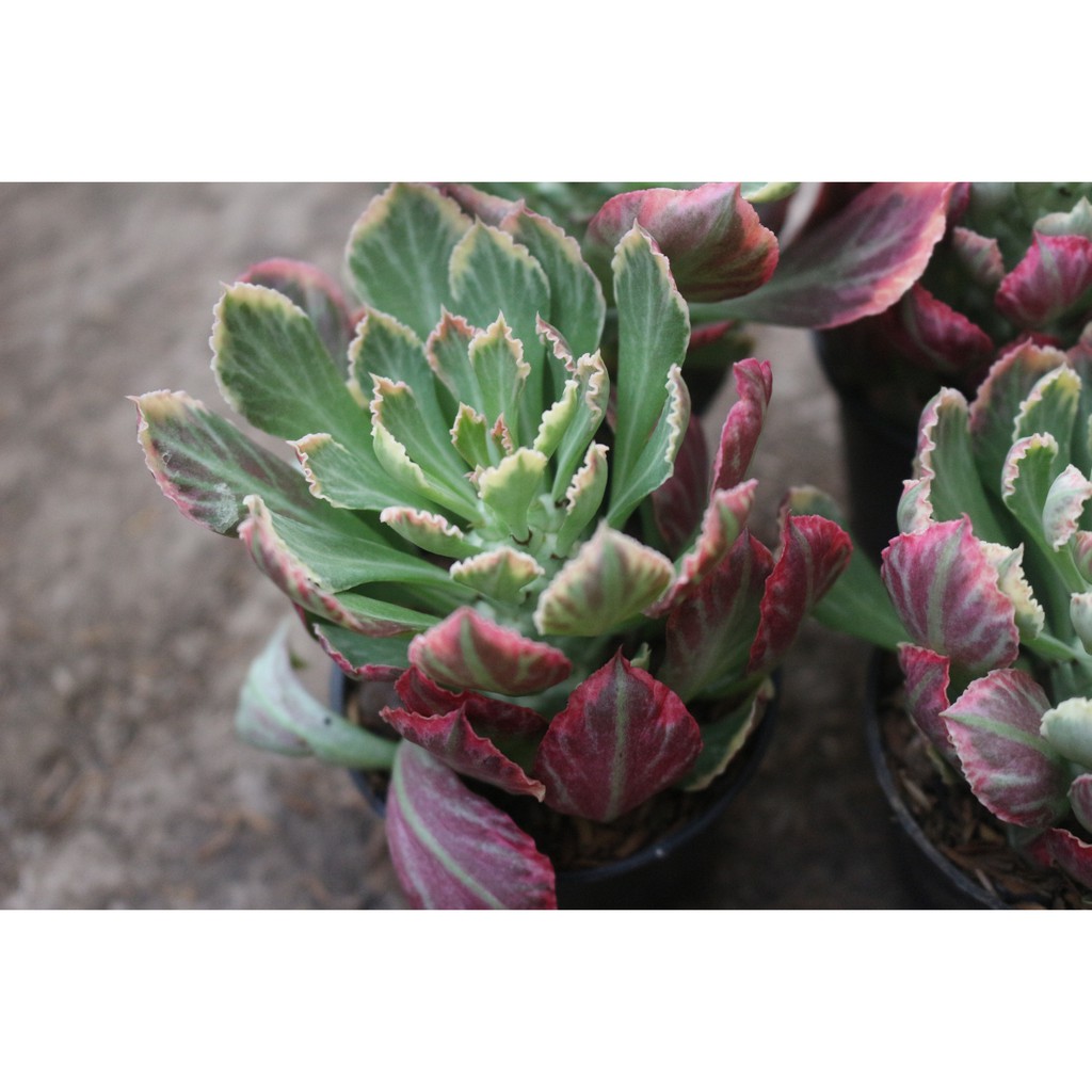 euphorbia monadenium stapeliodes