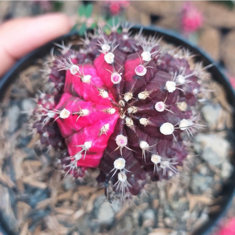 Tanaman kaktus Gymno blackpink