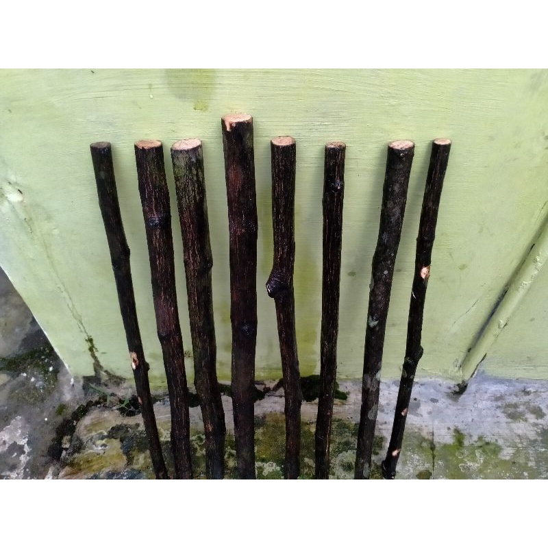 kayu tas jantan atau hujan panas, kayu penunduk bertuah kalimantan