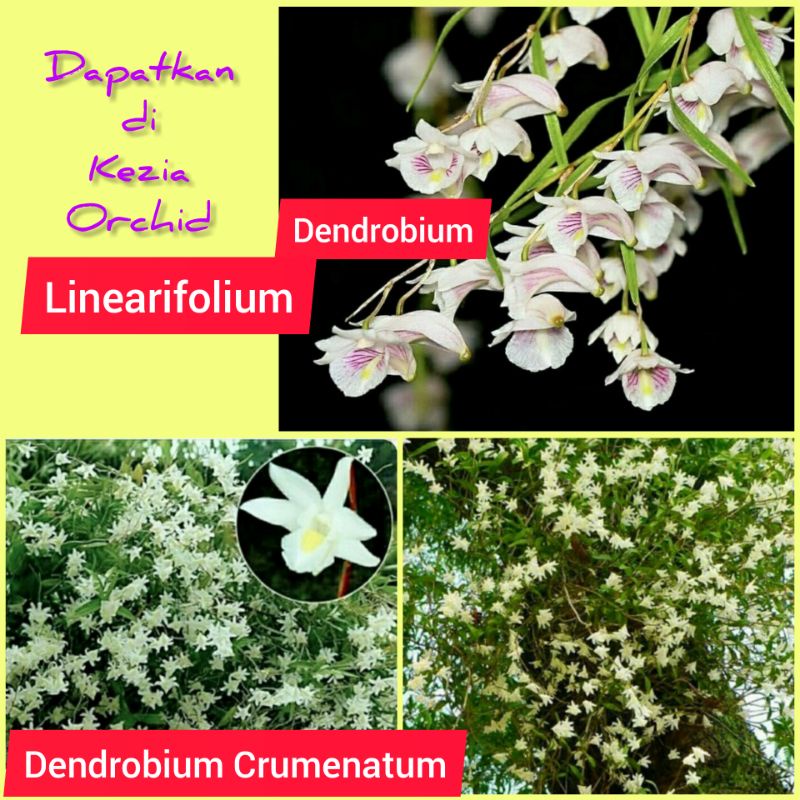 Anggrek Dendrobium Linearifolium ; Dendrobium Crumenatum / Anggrek Merpati