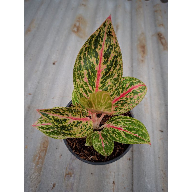 Aglonema widuri