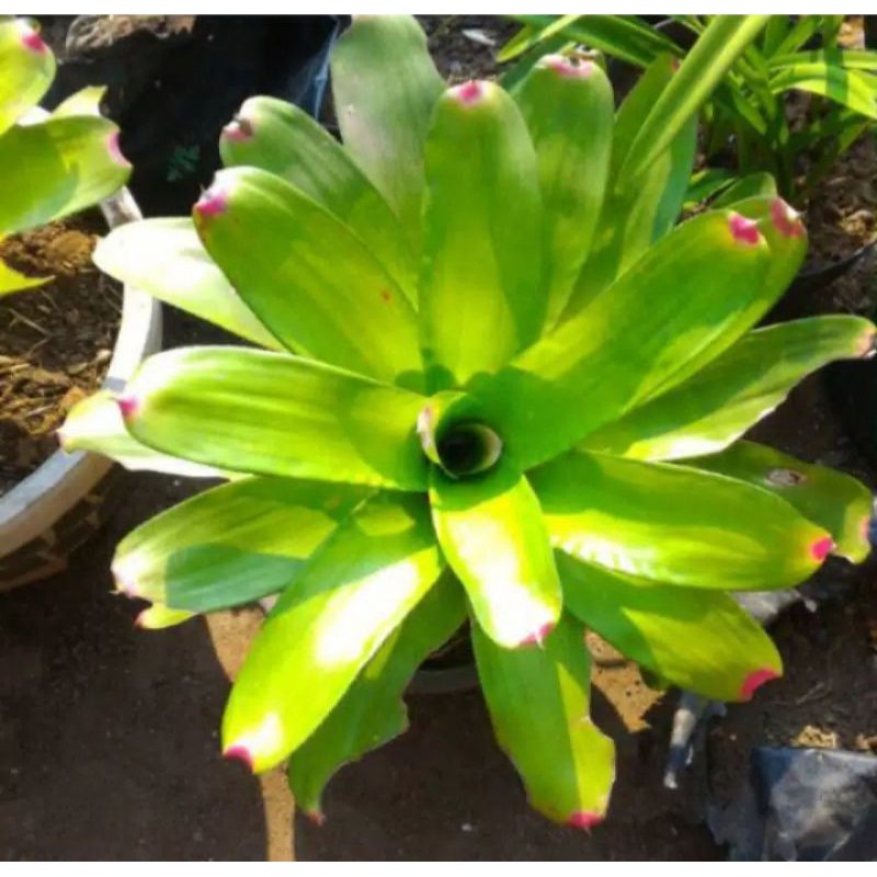 TANAMAN HIAS BROMELIA KITEK
