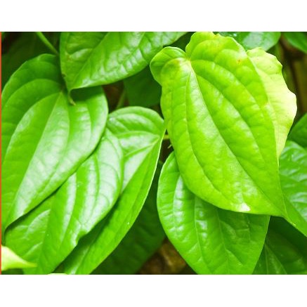 

Daun sirih herbal segar dari kebun pegunungan dan di petik langsung saat order | Daun sirih perlembar murah