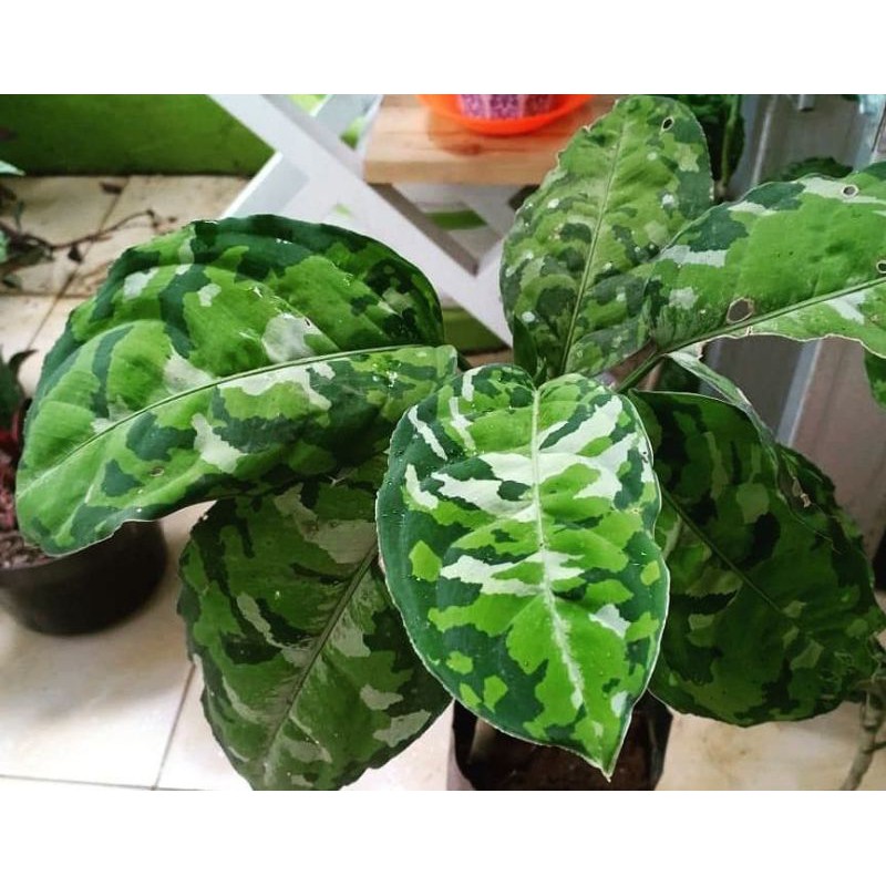 Aglonema pictum tricolor, aglonema tentara Anakan