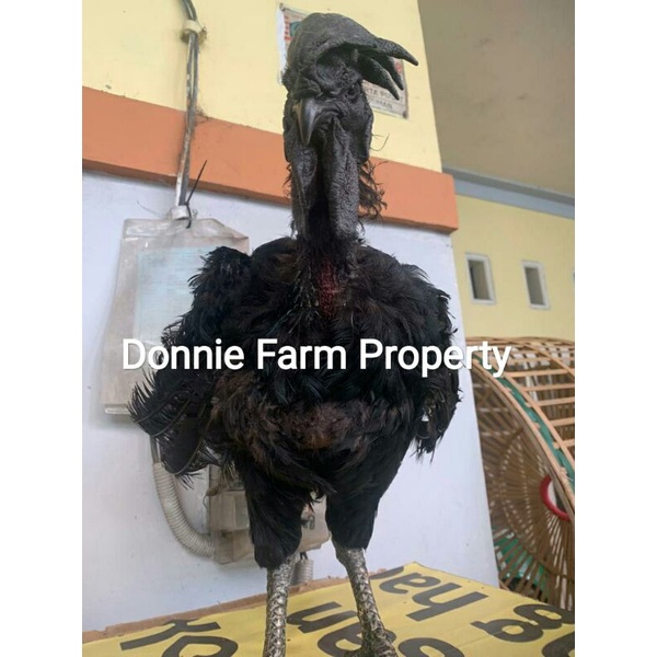 Ayam Hias Cemani Lidah Abu Jantan Siapan Usia 11-12 Bulan