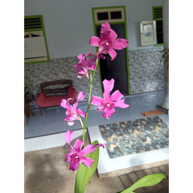 ID ANGGREK DENDROBIUM TUAL MALUKU PERAWATAN MUDAH
