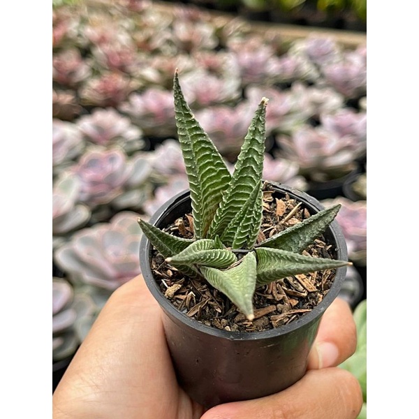 Haworthia Attenuata Truncata Tesselata Glabrata Limifolia Bebas Pilih