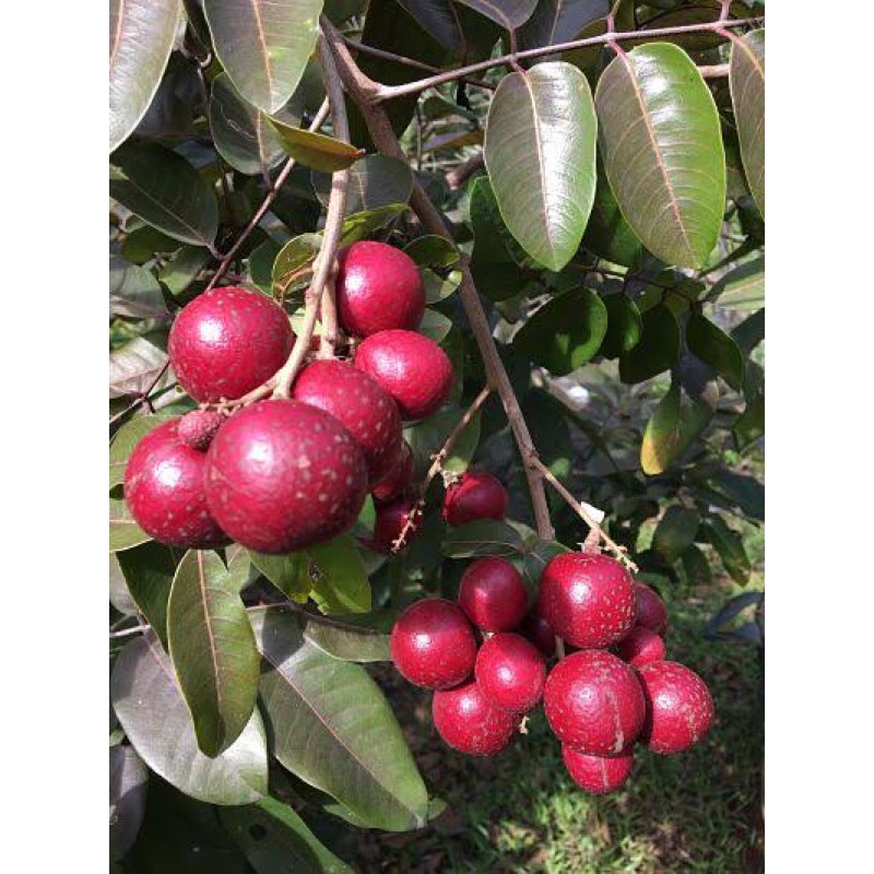 Kelengkeng Merah Berbunga