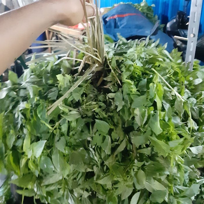 

Sayur Daun Kemangi 1 Gabung besar