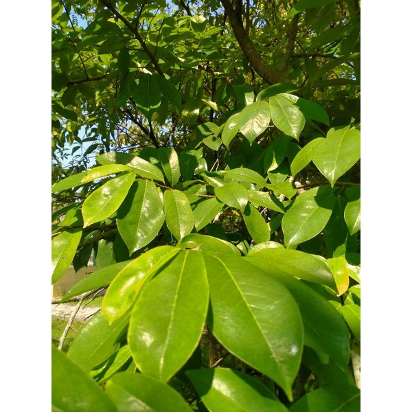 

DAUN SIRSAK SEGAR/BERKWALITAS 100 LEMBAR