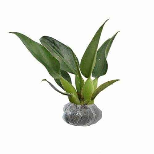 READY PROMO TANAMAN PHILO KATAK TANAMAN PHILODENDRON MARTIANUM MURAH TERAWAT