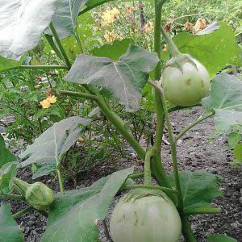 Benih biji terong apel / lalap