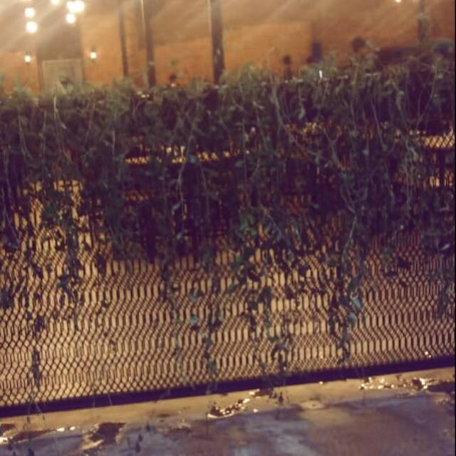 Tanaman Hias Rambat Lee Kwan Yew 1 meter