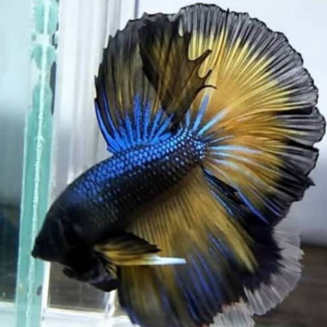 Ikan cupang halfmoon boy size M
