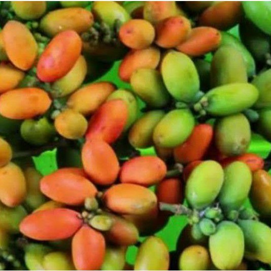 

Buah Melinjo/Sayur Melinjo