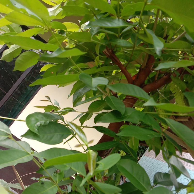 

Daun Salam 250g