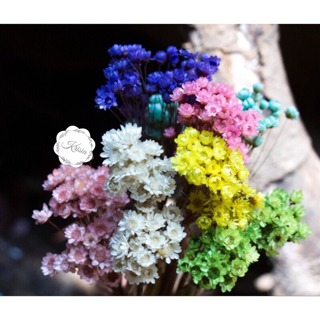 Daisy Mini Kering/GLIXIA / Preserved Flower / Dried Flower / Daisy Mini Flower / Bunga Kering