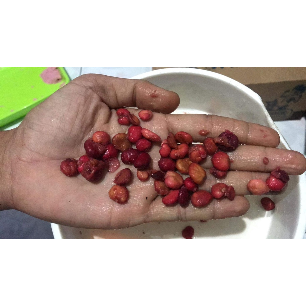 Biji Syzygium Jiewhoei / Syzygium Jiewhoey Biji