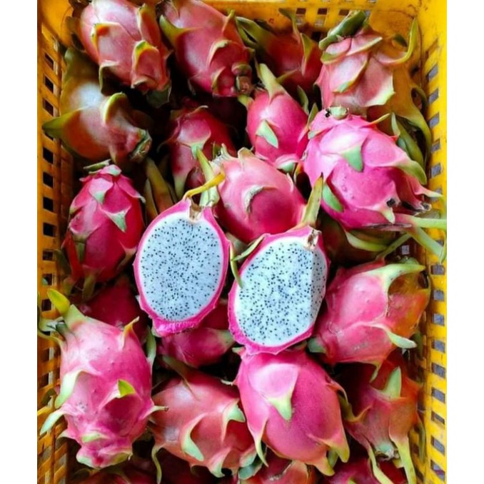 

buah naga putih/ Dragon fruits 1 kg