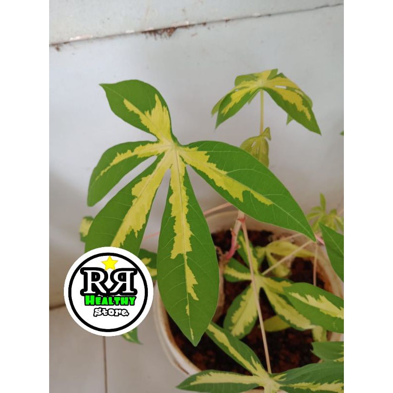bibit singkong varigata singkong variegata terbaik