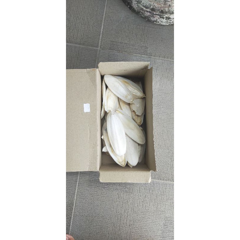 Tulang sotong 1 Kg 10cm UP free bublewrap