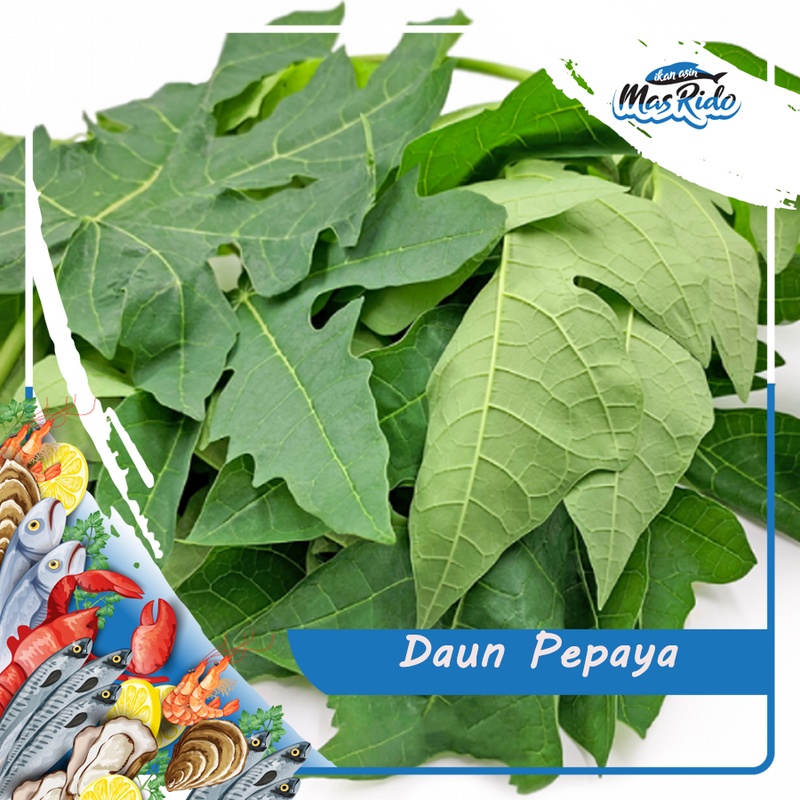 

Daun Pepaya Sayur Segar 1 Ikat Kwalitas Premium Harga Murah