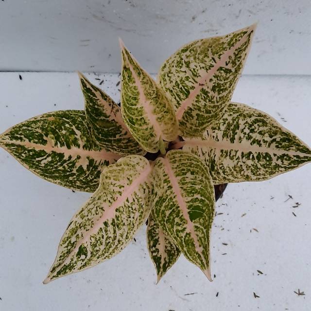 Aglonema mutiara Dewasa