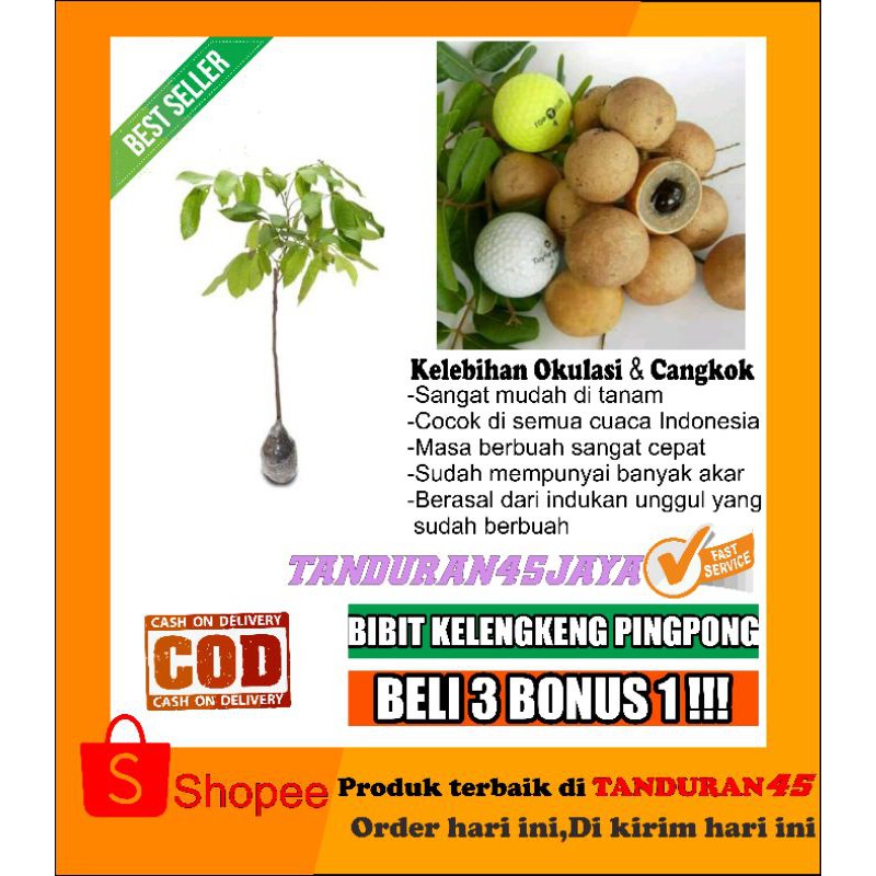 Bibit kelengkeng pingpong super/bibit kelengkeng